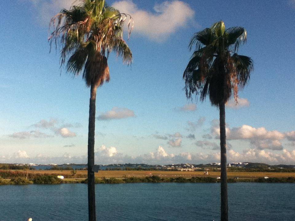 Ocean coast with two palm trees